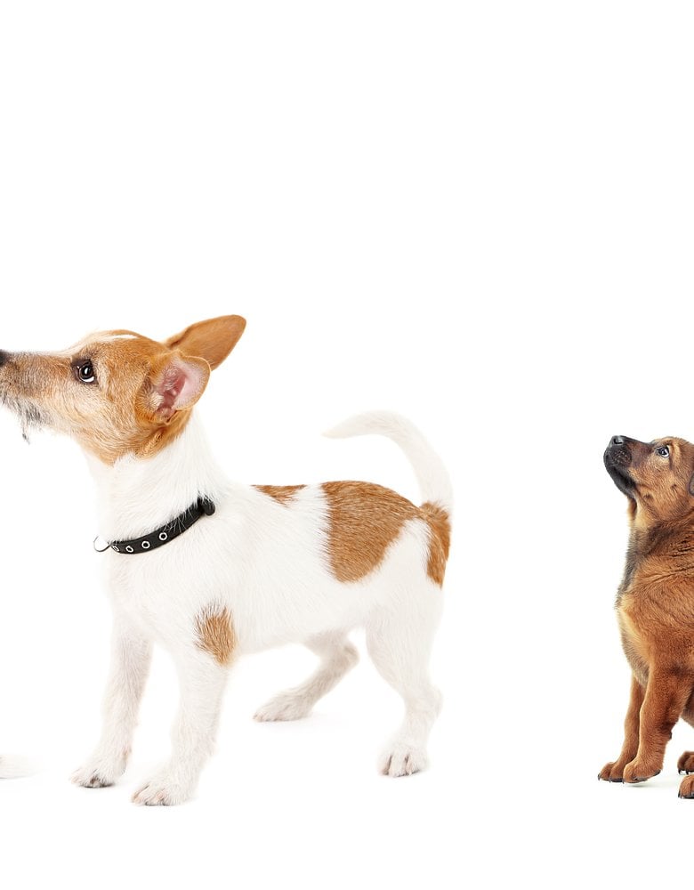 shutterstock_278997872 shutterstock_278997872